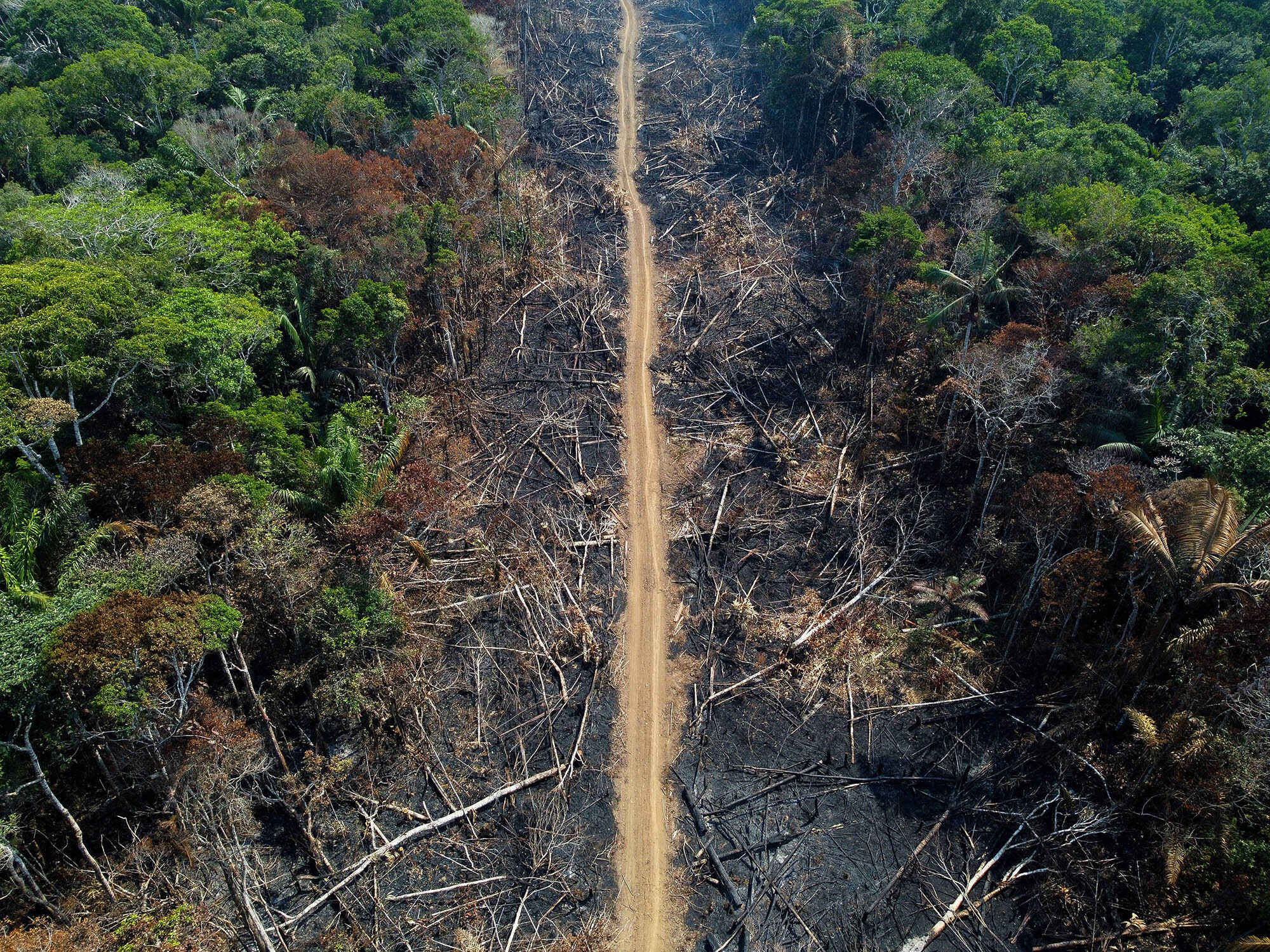 Can Amazon Countries Save the Rain Forest?